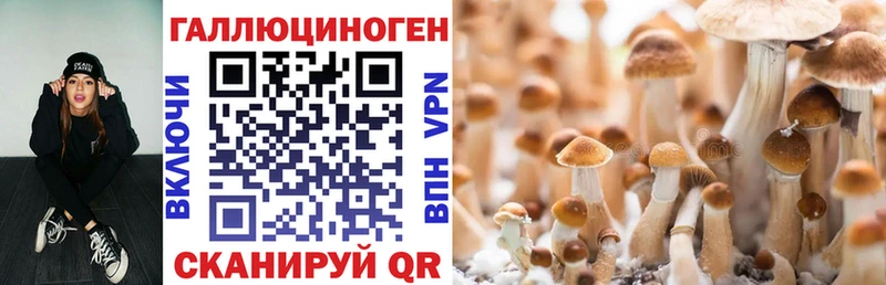 Псилоцибиновые грибы Psilocybe  Лобня 